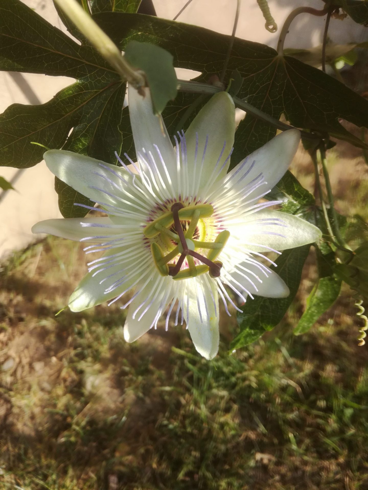 Jardin des Portes de Maslacq